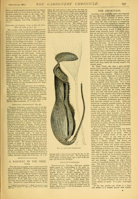 nepenthes_kennedyana_-_the_gardeners27_chronicle_28188229
